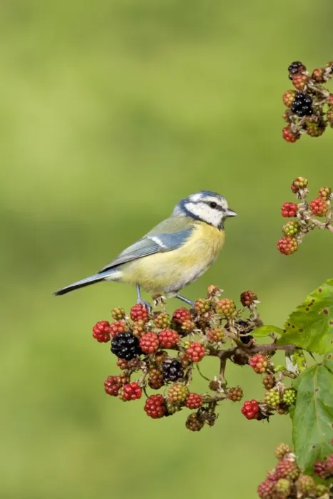 Framed Print : Blue Tit (Parus caeruleus) adult, perched on Bramble (Rubus fruticosus) berries, Suffolk, England, september Framed Print : Blue Tit (Parus caeruleus) adult, perched on Bramble (Rubus fruticosus) berries, Suffolk, England, september