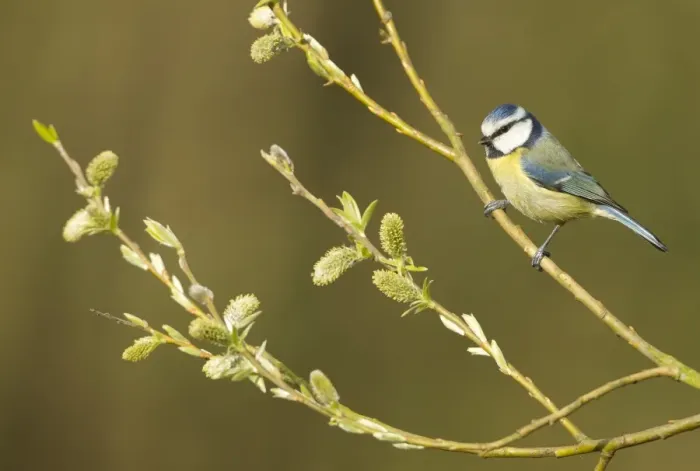 Framed Print : Blue Tit (Parus caeruleus) adult, perched on twig with catkins, South Yorkshire, England, april Framed Print : Blue Tit (Parus caeruleus) adult, perched on twig with catkins, South Yorkshire, England, april