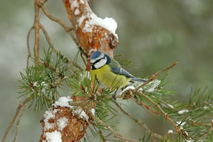 Framed Print : Blue Tit (Parus caeruleus) adult, perched on snow covered pine twig, Abernethy National Nature Reserve, Cairngorms N. P. Highlands, Scotland, april Framed Print : Blue Tit (Parus caeruleus) adult, perched on snow covered pine twig, Abernethy National Nature Reserve, Cairngorms N. P. Highlands, Scotland, april