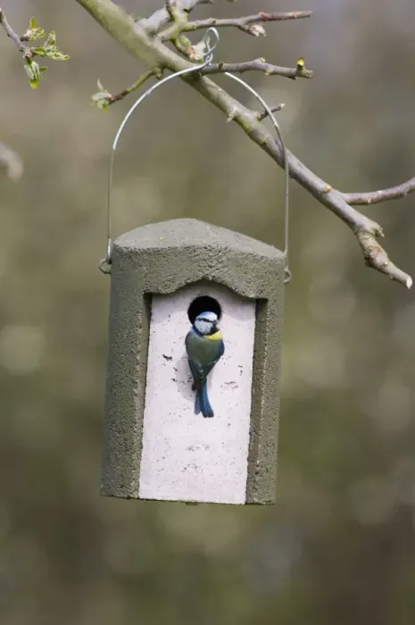 Framed Print : Blue Tit (Parus caeruleus) adult, at hanging woodcrete nestbox, Kent, England, spring