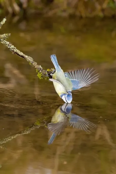 Framed Print : Blue Tit (Parus caeruleus) adult, drinking, using wings for balance, perched on twig over water with reflection, Suffolk, England, february