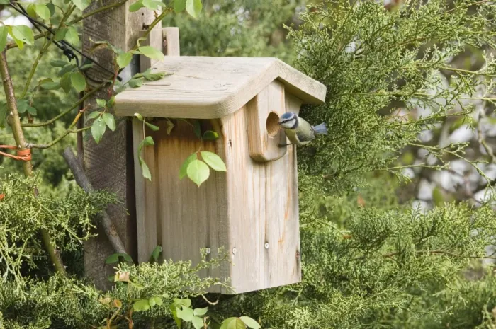 Framed Print : Blue Tit (Parus caeruleus) adult, at nestbox entrance in garden, Kent, England, spring Framed Print : Blue Tit (Parus caeruleus) adult, at nestbox entrance in garden, Kent, England, spring