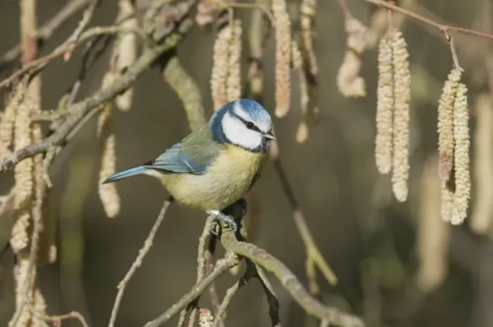 Framed Print : Blue Tit (Parus caeruleus) adult, perched on Common Hazel (Corylus avellana) twig with catkins, North Downs, Kent, England, march Framed Print : Blue Tit (Parus caeruleus) adult, perched on Common Hazel (Corylus avellana) twig with catkins, North Downs, Kent, England, march