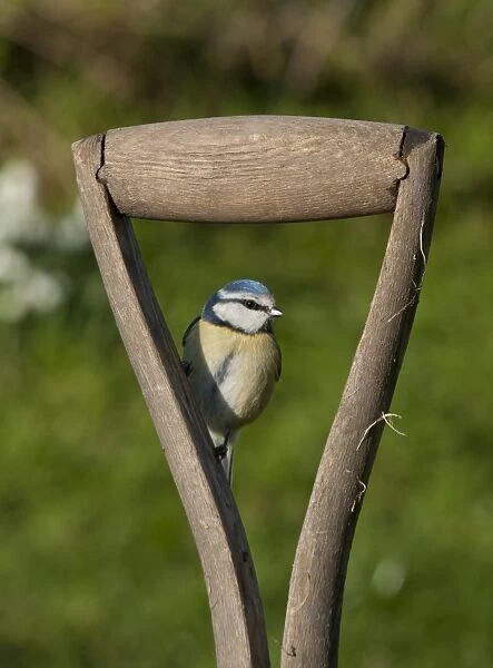 Blue Tit (Parus caeruleus) adult, perched on wooden spade handle, Whitewell, Lancashire, England, february