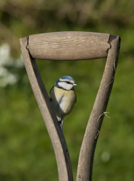Framed Print : Blue Tit (Parus caeruleus) adult, perched on wooden spade handle, Whitewell, Lancashire, England, february