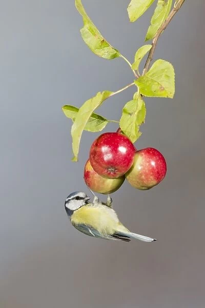 Blue Tit (Parus caeruleus) adult, foraging for insects on crabapple fruit, Suffolk, England, September