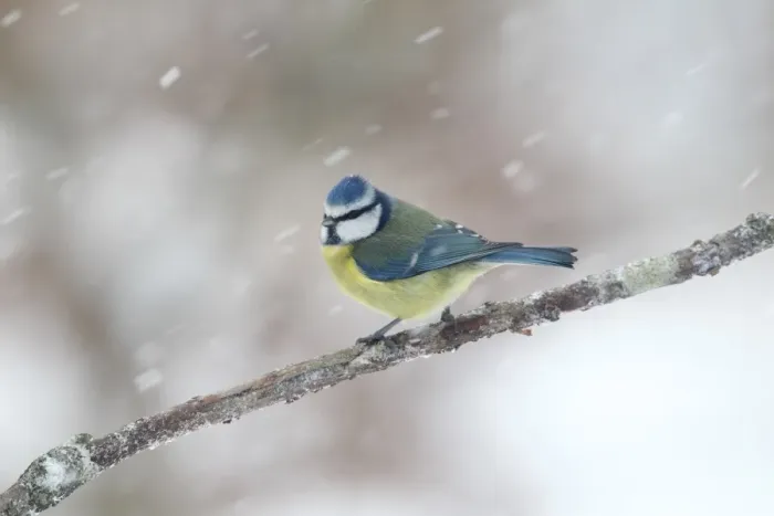 Framed Print : Blue Tit (Parus caeruleus) adult, perched on twig during snowfall, Warwickshire, England, January Framed Print : Blue Tit (Parus caeruleus) adult, perched on twig during snowfall, Warwickshire, England, January
