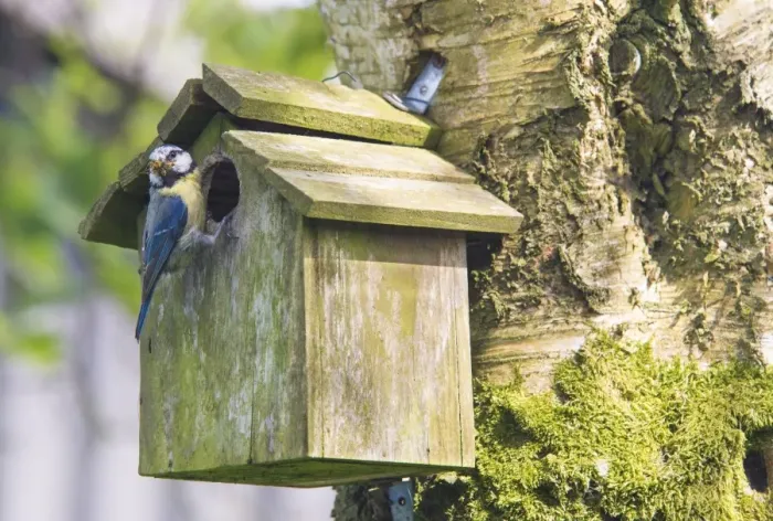 Framed Print : Blue Tit (Parus caeruleus) adult, with insects in beak, perched at entrance of nestbox fixed to tree trunk, Whitewell