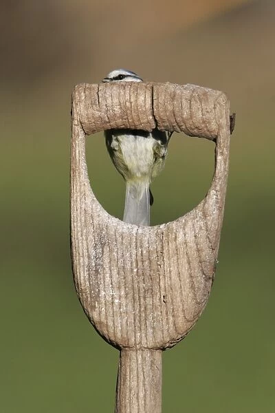 Blue Tit (Parus caeruleus) adult hidden behind spade handle, South Yorkshire, England