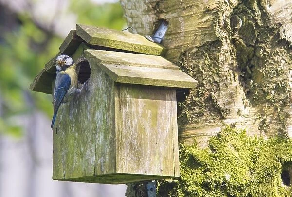 Blue Tit (Parus caeruleus) adult, with insects in beak, perched at entrance of nestbox fixed to tree trunk, Whitewell