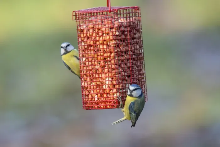 Framed Print : Blue Tit (Parus caeruleus) two adults, feeding at hanging peanut feeder, Norfolk, England, December Framed Print : Blue Tit (Parus caeruleus) two adults, feeding at hanging peanut feeder, Norfolk, England, December