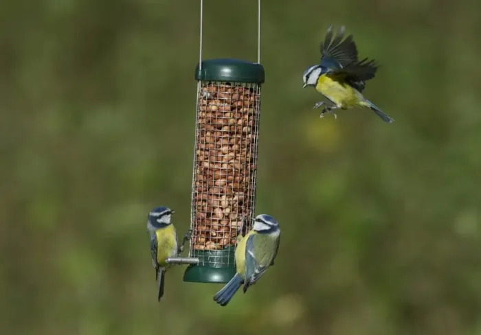 Framed Print : Blue Tit (Parus caeruleus) three adults, in flight and feeding on hanging peanut feeder in garden, Norfolk, England, november Framed Print : Blue Tit (Parus caeruleus) three adults, in flight and feeding on hanging peanut feeder in garden, Norfolk, England, november