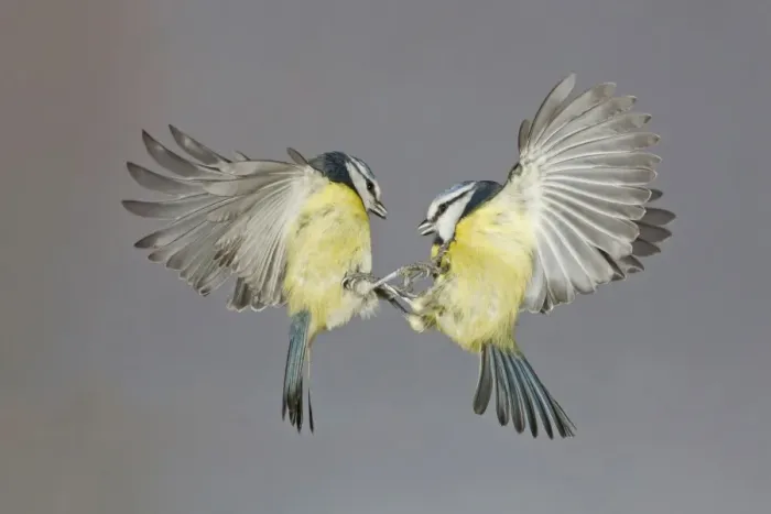 Framed Print : Blue Tit (Parus caeruleus) two adults, in flight, fighting in mid-air, Suffolk, England, December Framed Print : Blue Tit (Parus caeruleus) two adults, in flight, fighting in mid-air, Suffolk, England, December