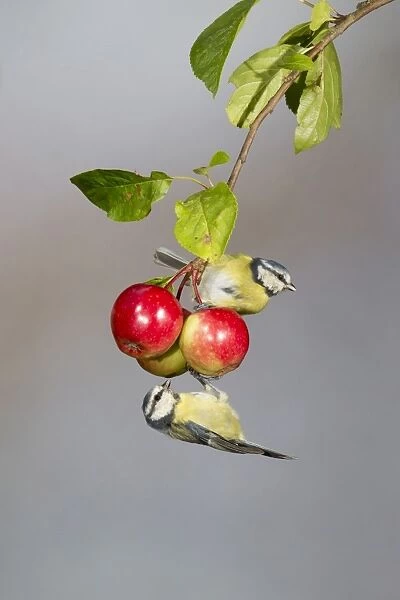 Blue Tit (Parus caeruleus) two adults, foraging for insects on crabapple fruit, Suffolk, England, September