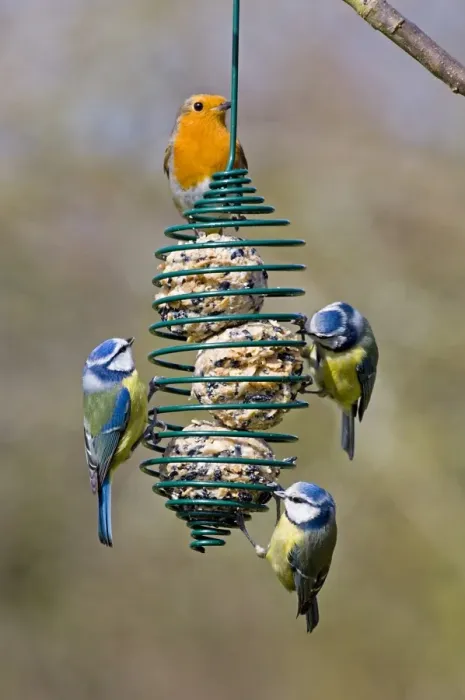 Framed Print : Blue Tit (Parus caeruleus) and European Robin (Erithacus rubecula) adults, feeding on fat balls in garden birdfeeder, Kent, England, winter