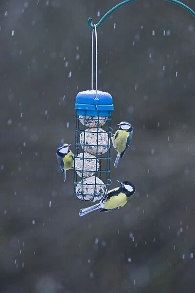 Blue Tit (Parus caeruleus) and Great Tit (Parus major) adult, feeding at fat ball feeder in garden during snowfall, Norfolk, England, january