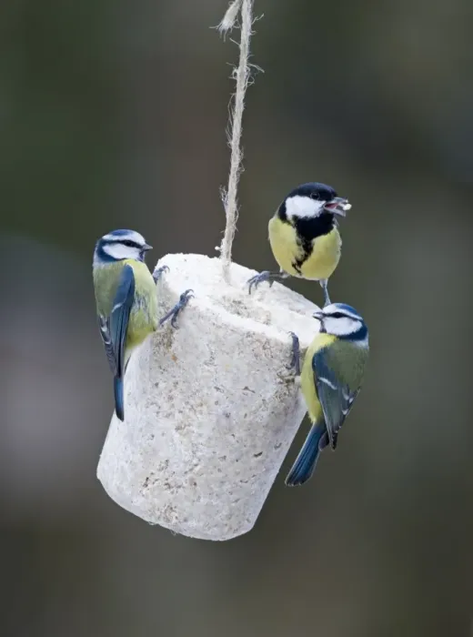 Framed Print : Blue Tit (Parus caeruleus) and Great Tit (Parus major) adults, feeding on fat feeder in garden, England, winter Framed Print : Blue Tit (Parus caeruleus) and Great Tit (Parus major) adults, feeding on fat feeder in garden, England, winter
