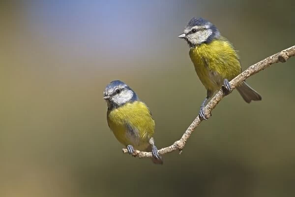Blue Tit (Parus caeruleus) two immatures, moulting to adult plumage, perched on twig, Northern Spain, september