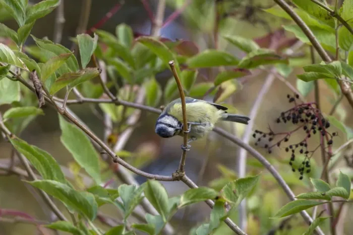 Framed Print : Blue tit preening
