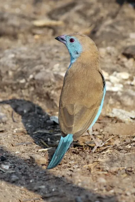 Framed Print : Blue Waxbill (Uraeginthus angolensis) adult, foraging on ground, Livingstone, Zambia, october