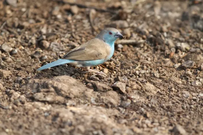 Framed Print : Blue Waxbill (Uraeginthus angolensis) adult, foraging on ground, Livingstone, Zambia, october Framed Print : Blue Waxbill (Uraeginthus angolensis) adult, foraging on ground, Livingstone, Zambia, october