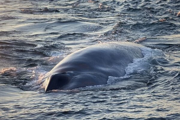 Blue Whale (Balaenoptera musculus) adult, surfacing, Isfjorden, Spitsbergen, Svalbard, August