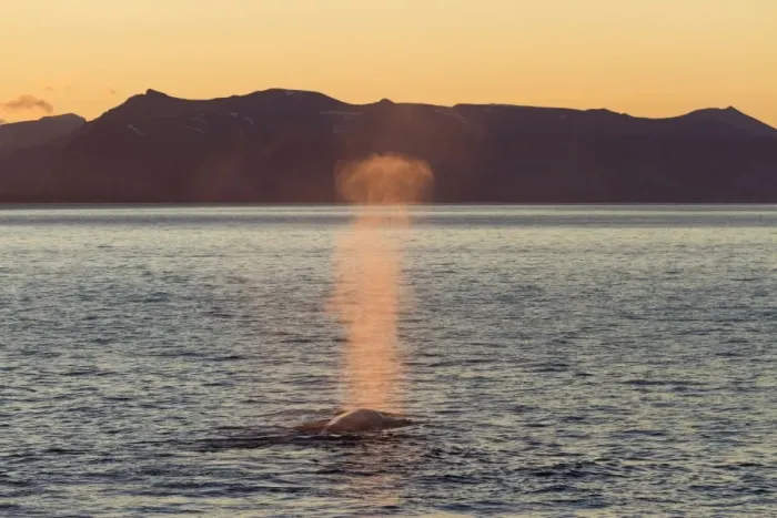 Framed Print : Blue Whale (Balaenoptera musculus) adult, surfacing and spouting, in coastal habitat with light of midnight sun