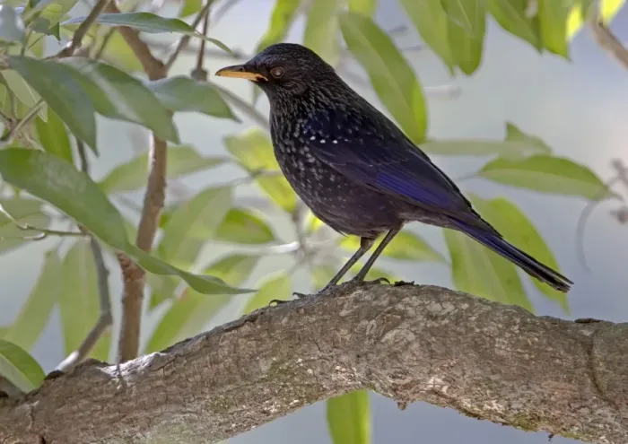 Framed Print : Blue Whistling-thrush (Myiophonus caeruleus) adult, perched on branch, Northern India, january Framed Print : Blue Whistling-thrush (Myiophonus caeruleus) adult, perched on branch, Northern India, january