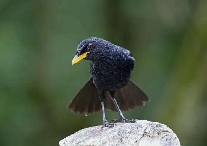 Framed Print : Blue Whistling-thrush (Myiophonus caeruleus dichrorhynchus) adult, with tail fanned, perched on post Framed Print : Blue Whistling-thrush (Myiophonus caeruleus dichrorhynchus) adult, with tail fanned, perched on post