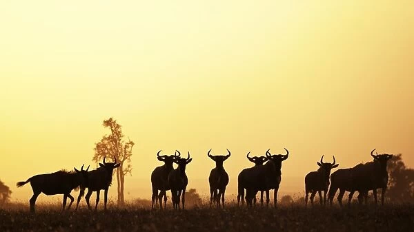 Blue Wildebeest (Connochaetes taurinus) adults and juveniles, herd silhouetted at sunset, Swara Plains Conservancy