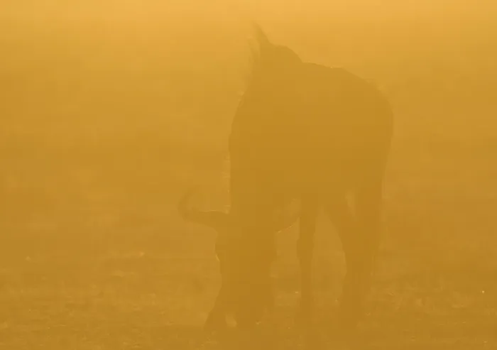 Framed Print : Blue Wildebeest (Connochaetus taurinus) adult, grazing, backlit in glow at sunset, Etosha N. P. Kunene, Namibia