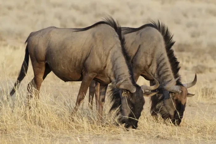 Framed Print : Blue Wildebeest (Connochaetus taurinus) two adults, feeding, grazing on dry grass, Kgalagadi Transfrontier Park Framed Print : Blue Wildebeest (Connochaetus taurinus) two adults, feeding, grazing on dry grass, Kgalagadi Transfrontier Park