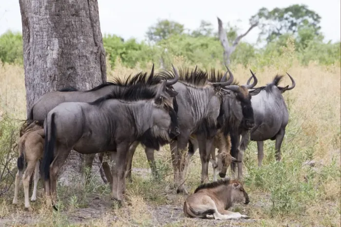Framed Print : Blue Wildebeest (Connochaetus taurinus) adults with calves, standing under tree, Okavango Delta, Botswana
