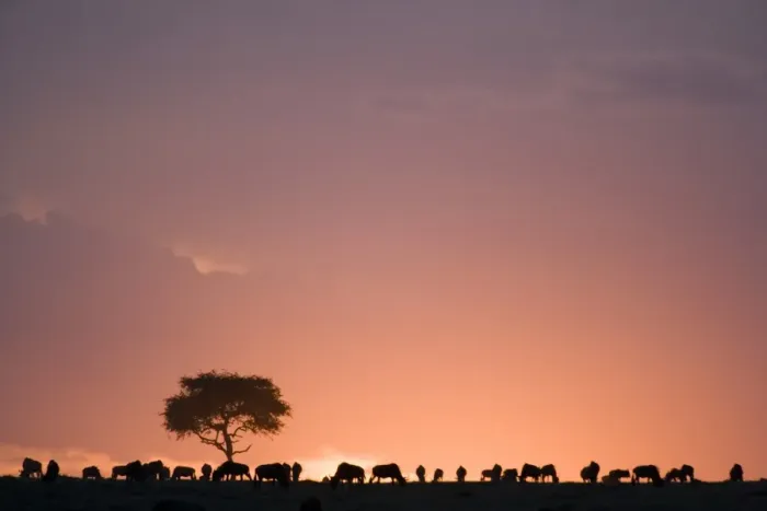 Framed Print : Blue Wildebeest (Connochaetus taurinus) herd, grazing, silhouetted at sunset, Masai Mara National Reserve, Kenya Framed Print : Blue Wildebeest (Connochaetus taurinus) herd, grazing, silhouetted at sunset, Masai Mara National Reserve, Kenya