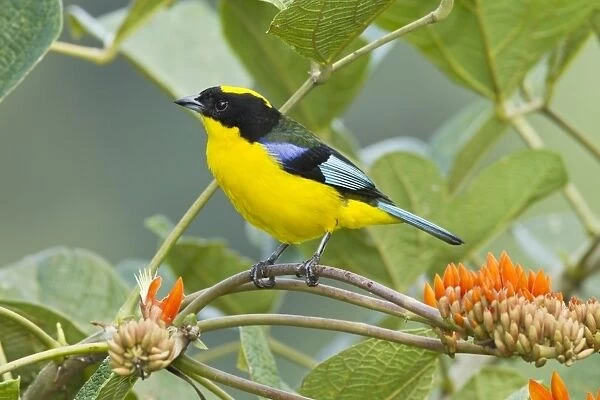Blue-winged Mountain Tanager (Anisognathus somptuosus) adult, perched on flower stem in montane rainforest, Andes
