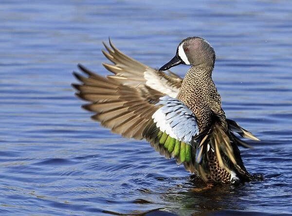 Blue-winged Teal (Anas discors) adult male, flapping wings on water, Florida, U. S. A
