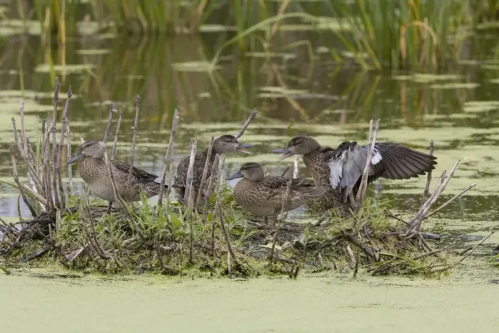 Framed Print : Blue-winged Teal (Anas discors) four juveniles, squabbling on Muskrat (Ondatra zibethicus) lodge in water, North Dakota, U. S. A. august Framed Print : Blue-winged Teal (Anas discors) four juveniles, squabbling on Muskrat (Ondatra zibethicus) lodge in water, North Dakota, U. S. A. august
