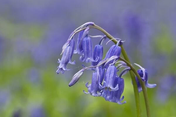 Bluebell (Endymion non-scriptus) close-up of flowers, growing in deciduous woodland, Blickling, Norfolk, England, April