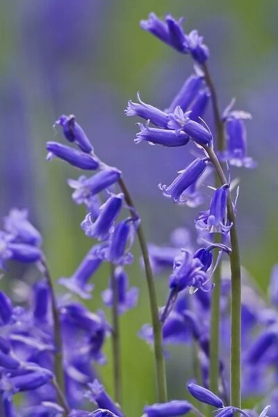 Bluebell (Endymion non-scriptus) close-up of flowers, growing in deciduous woodland, Blickling, Norfolk, England, May