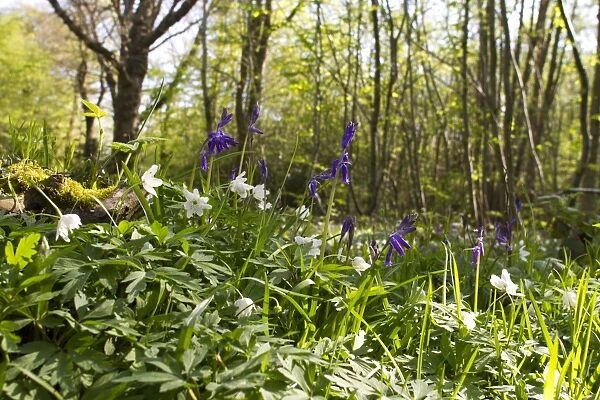 Bluebell (Endymion non-scriptus) and Wood Anemone (Anemone nemorosa) flowering, growing in coppice woodland, Moat Wood