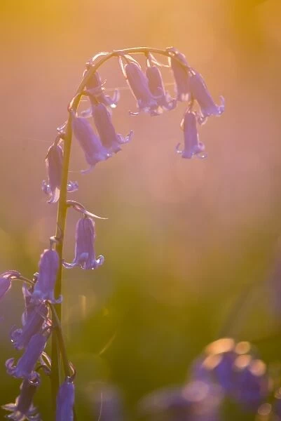 Bluebell (Endymion non-scriptus) close-up of flowers, growing in deciduous woodland at sunset, Kent, England, April