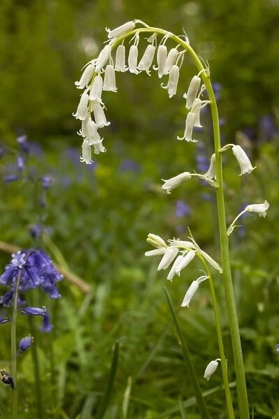 Bluebell (Endymion non-scriptus) Whitebell white flowered form, flowering, growing in woodland