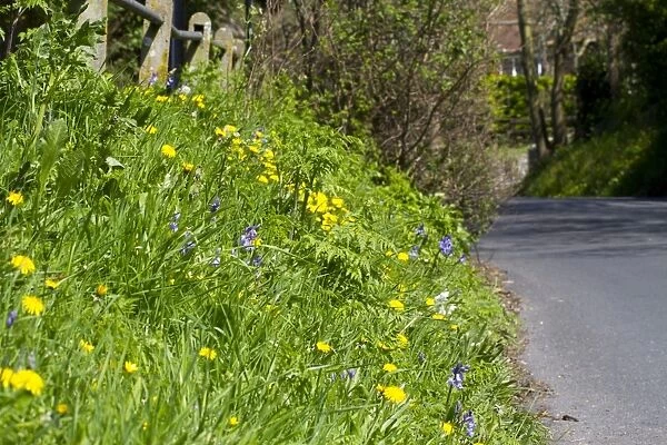 Bluebell (Endymion non-scriptus) and Dandelion (Taraxacum sp. ) flowering, growing on suburban roadside bank, Seaford