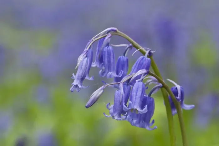 Framed Print : Bluebell (Endymion non-scriptus) close-up of flowers, growing in deciduous woodland, Blickling, Norfolk, England, April Framed Print : Bluebell (Endymion non-scriptus) close-up of flowers, growing in deciduous woodland, Blickling, Norfolk, England, April