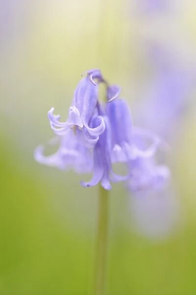 Bluebell (Endymion non-scriptus) flowering, growing in woodland, Staffordshire, England, May