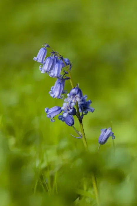 Framed Print : Bluebell (Endymion non-scriptus) flowering, growing on riverbank, River Ure, Leyburn, Wensleydale, Yorkshire Dales N. P Framed Print : Bluebell (Endymion non-scriptus) flowering, growing on riverbank, River Ure, Leyburn, Wensleydale, Yorkshire Dales N. P