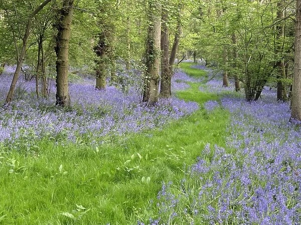Bluebell (Endymion non-scriptus) flowering, mass growing in deciduous woodland habitat, Warwickshire, England, april