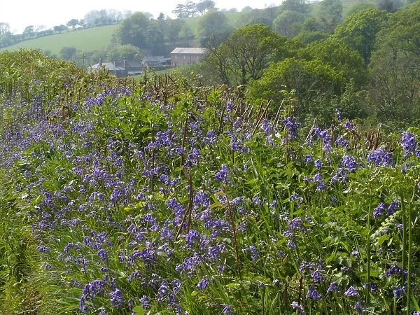 Bluebell (Endymion non-scriptus) flowering, mass growing in hedgerow, Devon, England, spring