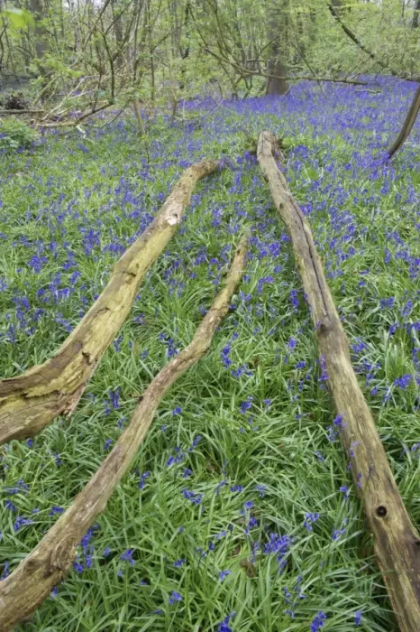Framed Print : Bluebell (Endymion non-scriptus) flowering, mass growing beside logs in deciduous woodland habitat
