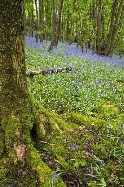 Bluebell (Endymion non-scriptus) flowering, mass growing in deciduous woodland habitat, Middleton Woods, Cumbria